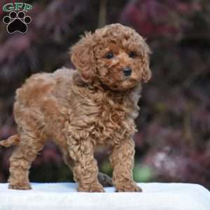 Tyler, Miniature Poodle Puppy